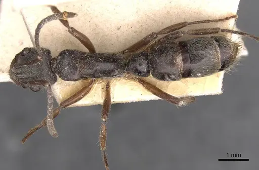 Neoponera fiebrigi specimen CASENT0907244 image casent0907244_1