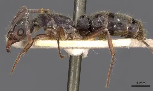 Neoponera fiebrigi specimen CASENT0907244 image casent0907244_3