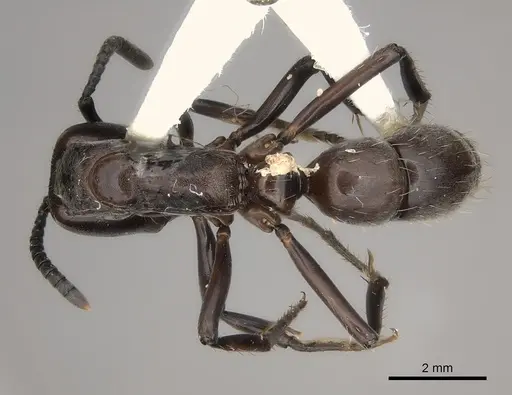 Neoponera fisheri specimen CASENT0217559 image casent0217559_1