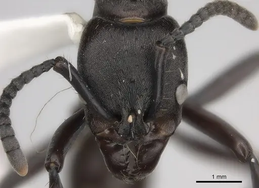 Neoponera fisheri specimen CASENT0217559 image casent0217559_2