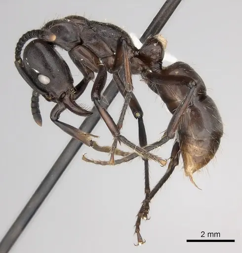 Neoponera fisheri specimen CASENT0217559 image casent0217559_3