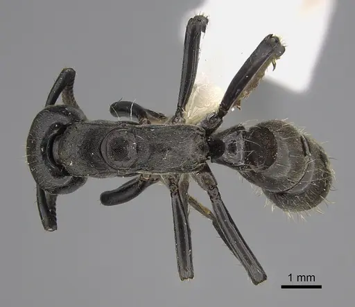 Neoponera fisheri specimen CASENT0923389 image casent0923389_1