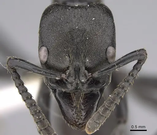 Neoponera fisheri specimen CASENT0923389 image casent0923389_2