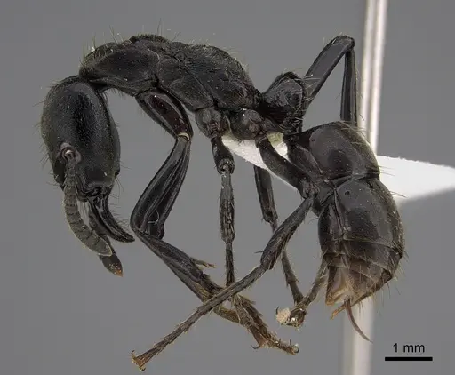 Neoponera fisheri specimen CASENT0923389 image casent0923389_3