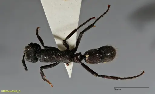 Neoponera fisheri specimen UTEPENTO3518 image utepento3518_1