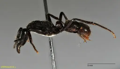 Neoponera fisheri specimen UTEPENTO3518 image utepento3518_2