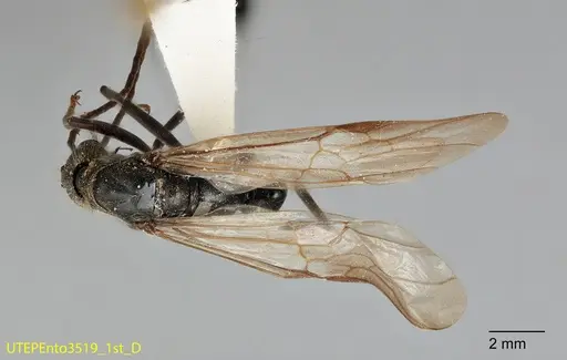 Neoponera fisheri specimen UTEPENTO3519-01 image utepento3519-01_1