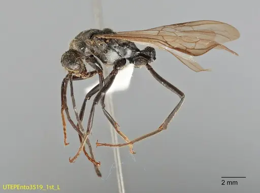 Neoponera fisheri specimen UTEPENTO3519-01 image utepento3519-01_2