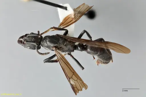 Neoponera fisheri specimen UTEPENTO3519-02 image utepento3519-02_1