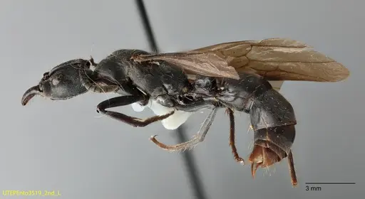 Neoponera fisheri specimen UTEPENTO3519-02 image utepento3519-02_2