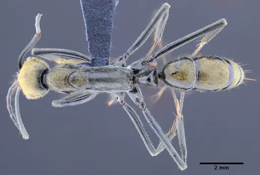 Neoponera fusca specimen CASENT0649890 image casent0649890_1