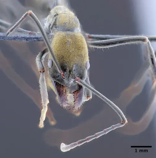 Neoponera fusca specimen CASENT0649890 image casent0649890_2