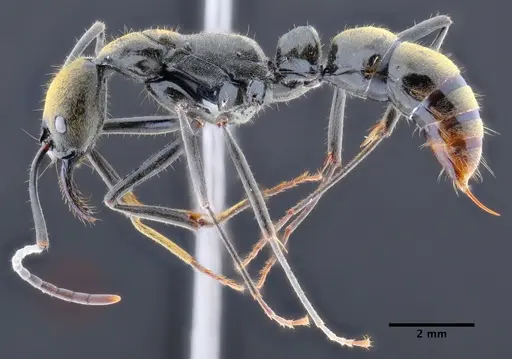 Neoponera fusca specimen CASENT0649890 image casent0649890_3