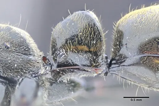 Neoponera fusca specimen CASENT0649890 image casent0649890_4