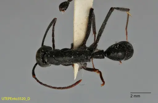 Neoponera fusca specimen UTEPENTO3520 image utepento3520_1