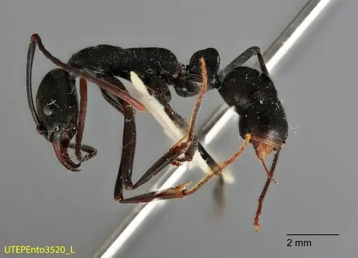 Neoponera fusca specimen UTEPENTO3520 image utepento3520_2