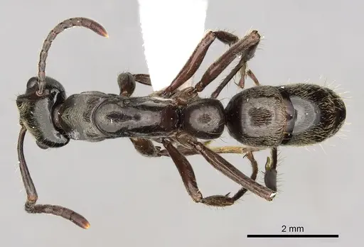 Neoponera globularia specimen CASENT0249141 image casent0249141_1