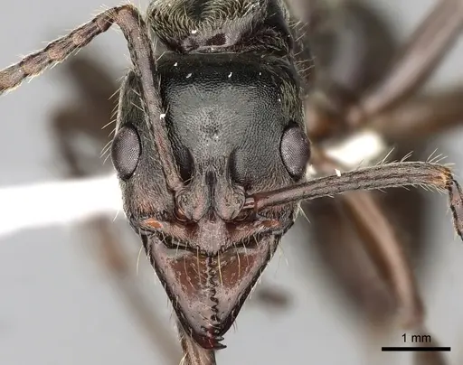 Neoponera globularia specimen CASENT0249141 image casent0249141_2