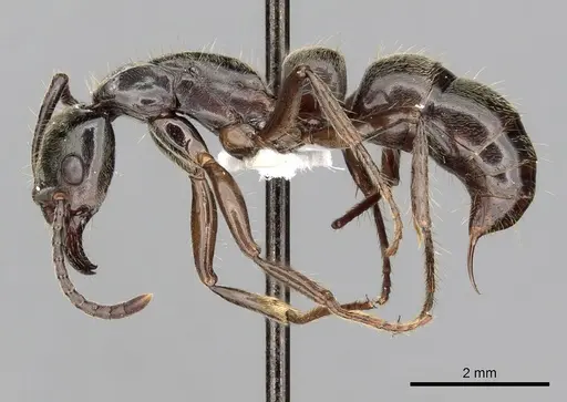 Neoponera globularia specimen CASENT0249141 image casent0249141_3