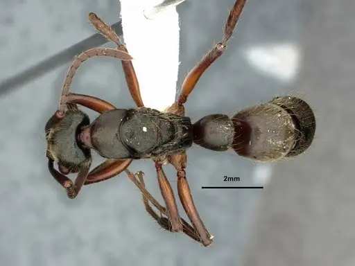 Neoponera globularia specimen CASENT0862739 image casent0862739_1