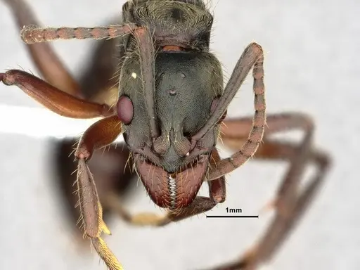 Neoponera globularia specimen CASENT0862739 image casent0862739_2