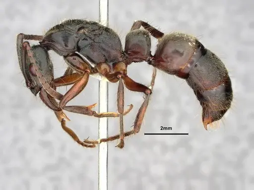 Neoponera globularia specimen CASENT0862739 image casent0862739_3