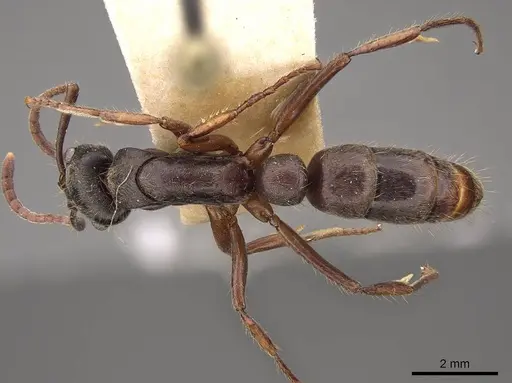 Neoponera globularia specimen CASENT0923100 image casent0923100_1