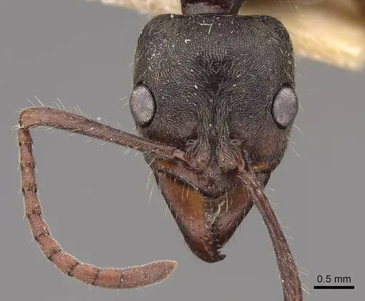 Neoponera globularia specimen CASENT0923100 image casent0923100_2