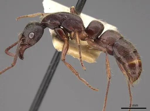 Neoponera globularia specimen CASENT0923100 image casent0923100_3