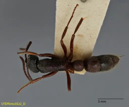 Neoponera globularia specimen UTEPENTO3522 image utepento3522_1