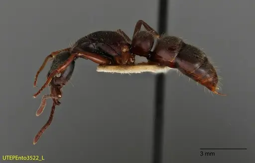 Neoponera globularia specimen UTEPENTO3522 image utepento3522_2