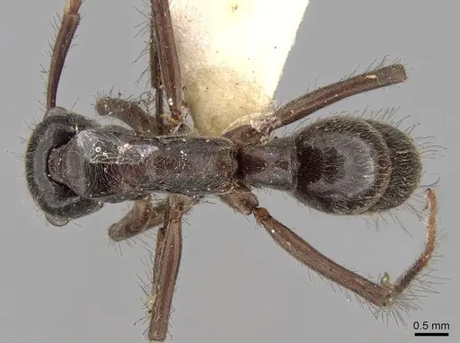 Neoponera goeldii specimen CASENT0281900 image casent0281900_1