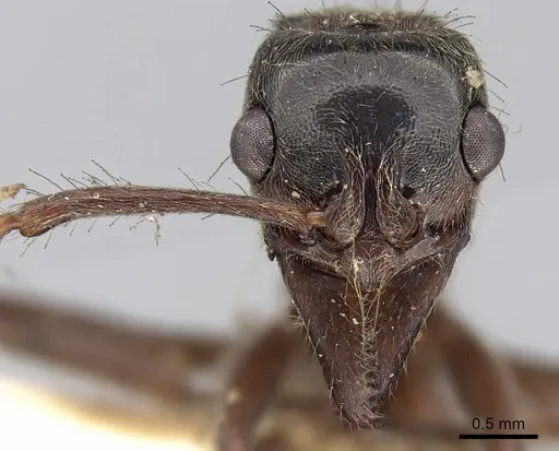 Neoponera goeldii specimen CASENT0281900 image casent0281900_2