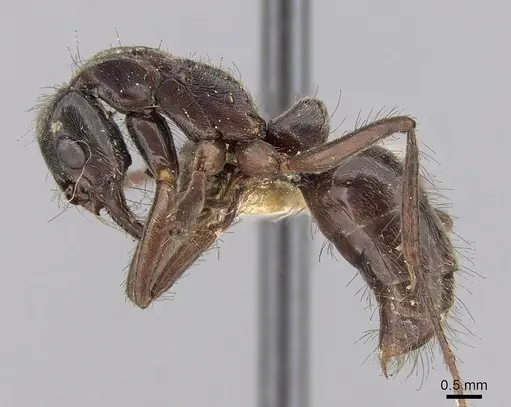 Neoponera goeldii specimen CASENT0281900 image casent0281900_3