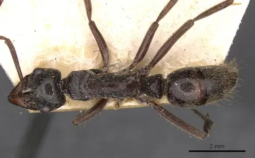 Neoponera goeldii specimen CASENT0907240 image casent0907240_1