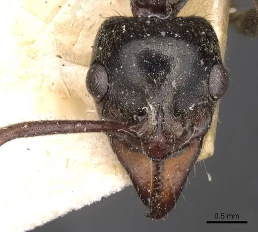 Neoponera goeldii specimen CASENT0907240 image casent0907240_2