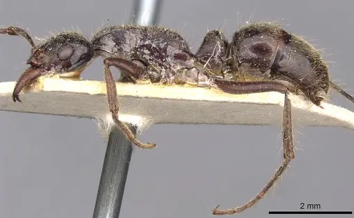 Neoponera goeldii specimen CASENT0907240 image casent0907240_4