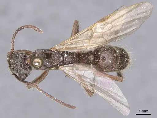 Neoponera goeldii specimen CASENT0915267 image casent0915267_1