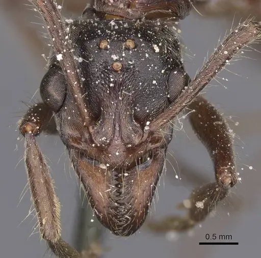 Neoponera goeldii specimen CASENT0915267 image casent0915267_2