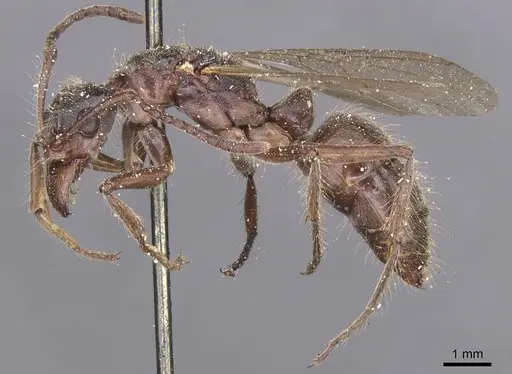 Neoponera goeldii specimen CASENT0915267 image casent0915267_3