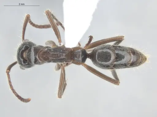 Neoponera goeldii specimen ECOFOG-HC-0042-01 image ecofog-hc-0042-01_1
