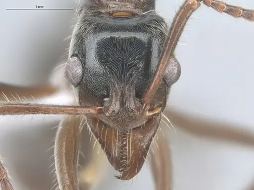 Neoponera goeldii specimen ECOFOG-HC-0042-01 image ecofog-hc-0042-01_2