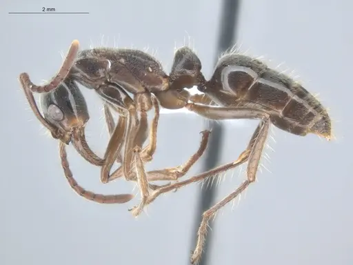 Neoponera goeldii specimen ECOFOG-HC-0042-01 image ecofog-hc-0042-01_3