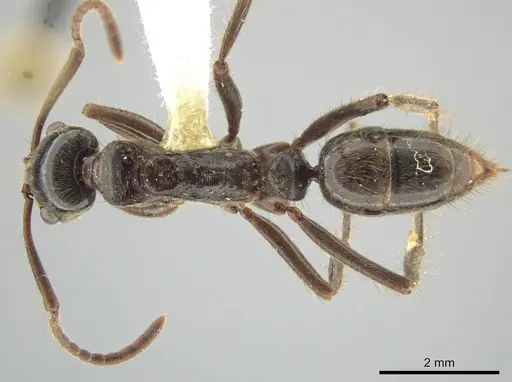 Neoponera goeldii specimen MEPNINV37890 image mepninv37890_1