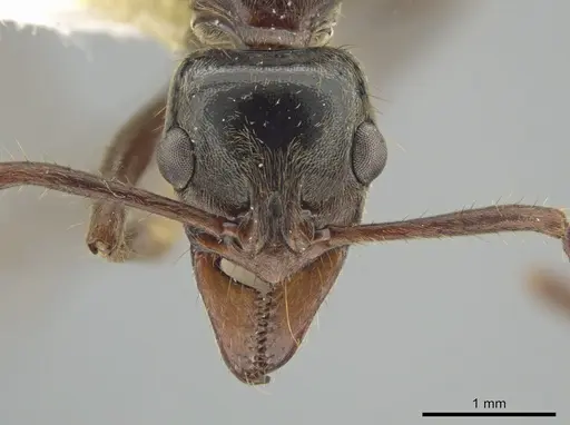 Neoponera goeldii specimen MEPNINV37890 image mepninv37890_2