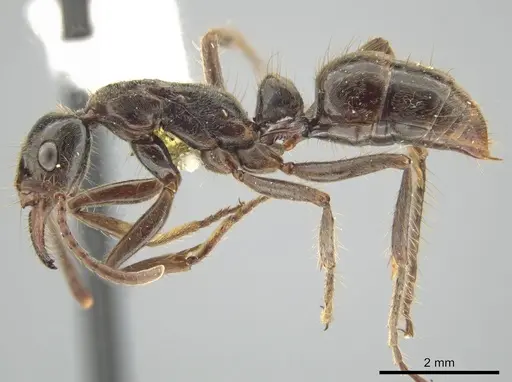 Neoponera goeldii specimen MEPNINV37890 image mepninv37890_3