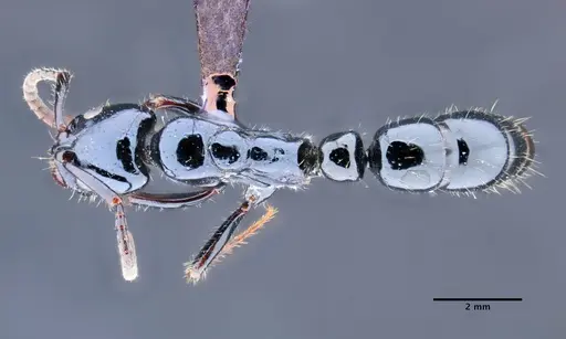 Neoponera gojira specimen DZUP549444 image dzup549444_1