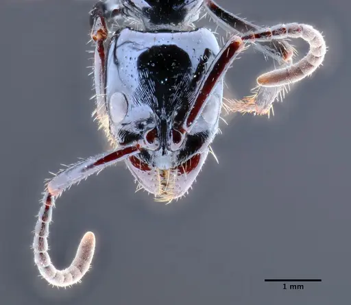 Neoponera gojira specimen DZUP549444 image dzup549444_2