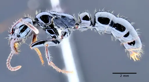 Neoponera gojira specimen DZUP549444 image dzup549444_4