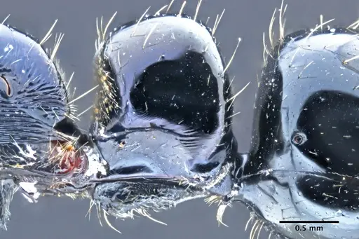 Neoponera gojira specimen DZUP549444 image dzup549444_5